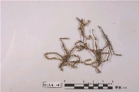 藏品(蘚類 )的圖片